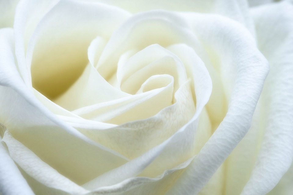 Banho de rosa branca para proteção e paz de espírito